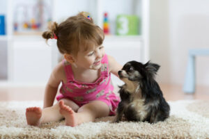 Child girl with little dog black hairy chihuahua doggy