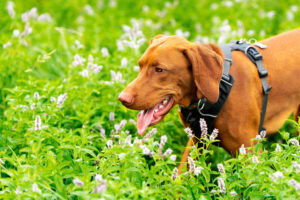 Gorgeous magyar vizsla pointer dog wearing dog harness walking through meadow full of flowers. Dog portrait outdoors.
