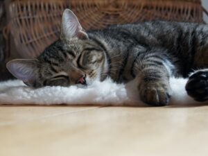 qualité de sommeil chat