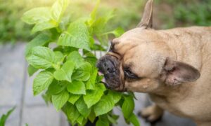 plante toxique chien