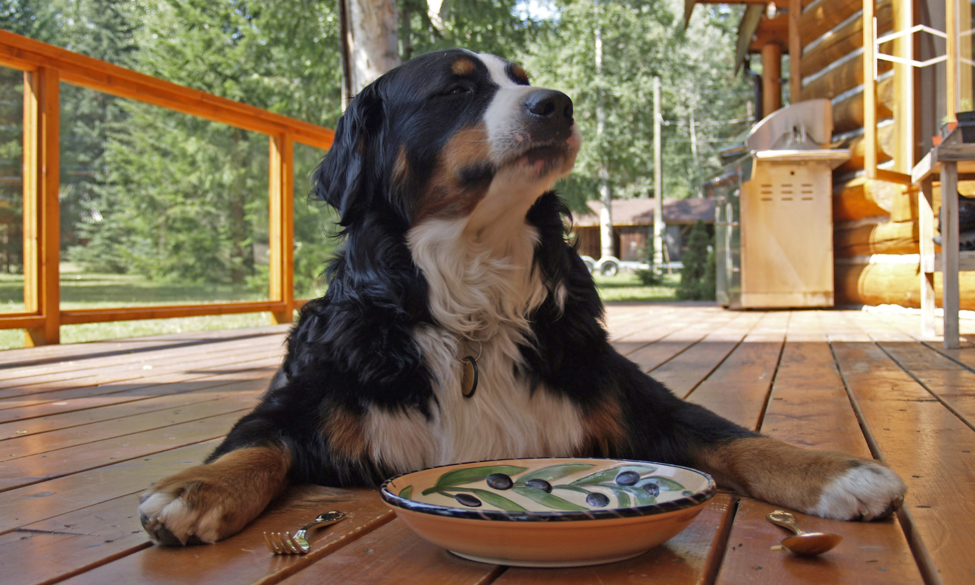 un chien noir assis sur une terrasse avec une assiettes et des couverts 