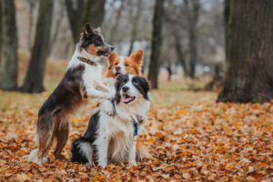 obedient dog breed border collie. Portrait, autumn, nature, tricks, training